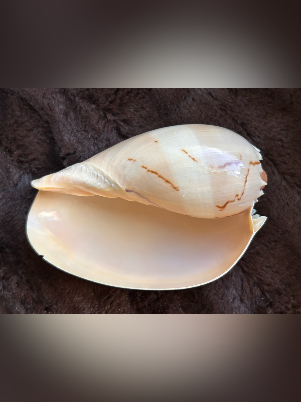 Melo Melon shell Broderippi Banded peach tone tan 105mm Philippines